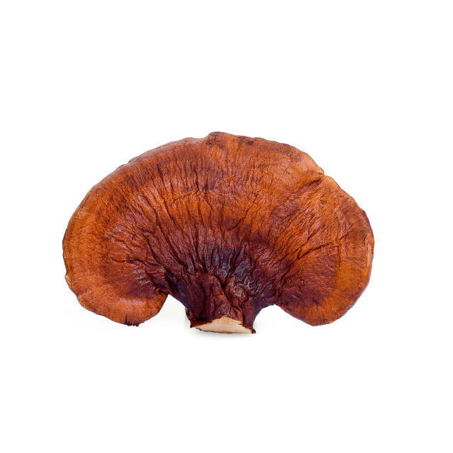 Dried Red Reishi Mushroom For Sale Best Red Reishi High Quality