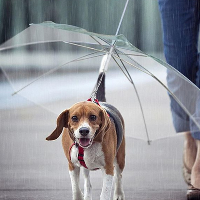 Outdoor fashion useful puppy dog leash umbrella with dog chain