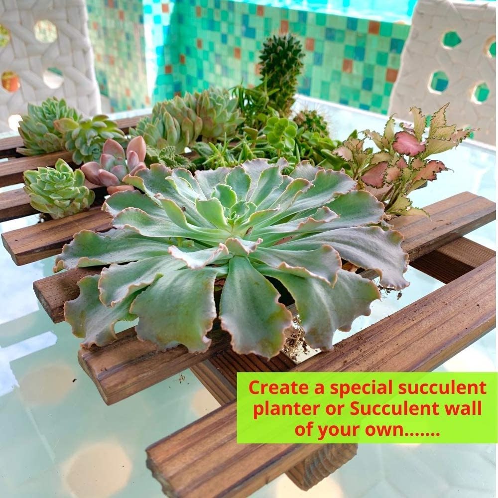 Wall Planter  Wooden Hanging Planter for Indoor Plants, Air Plant Succulent Holder Hanger, Vertical Garden