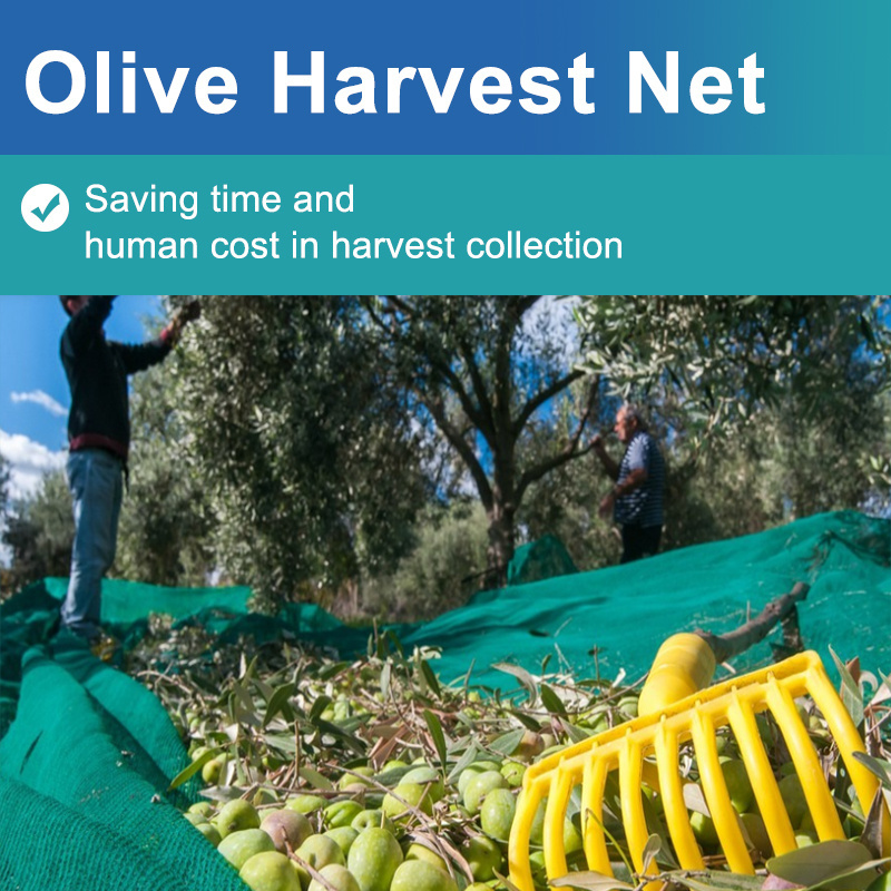 2023 hot sale Green Olive Harvest Net Protecting from Fruit Falling Nets plastic olive collect net