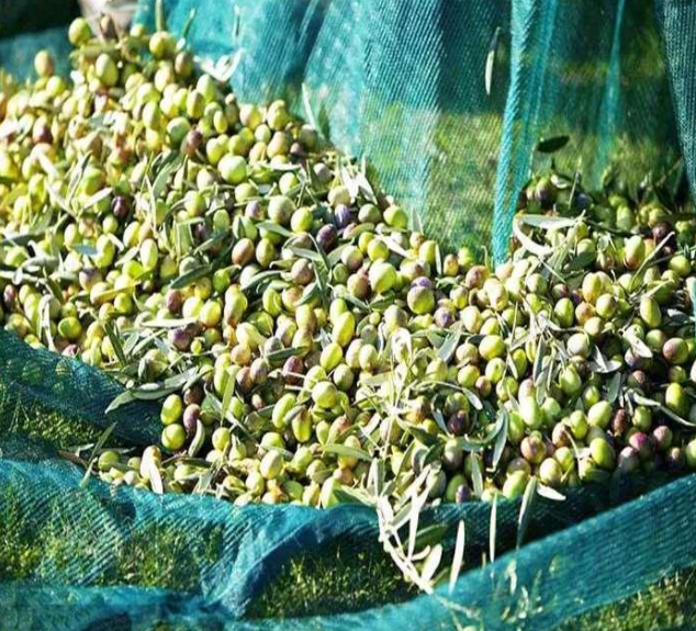 New Arrival Cheap Price HDPE Olive Harvest Nets