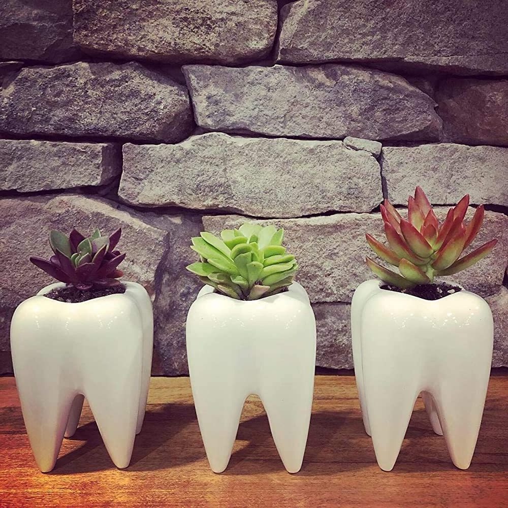 Creative Tooth Shaped Pen Pencil Holder Toothbrush Holder Ceramic Bonsai Pot Succulent Plant Pot Dentist Gift