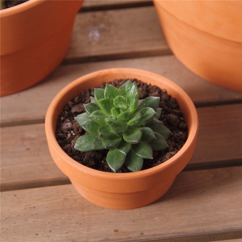 Terracotta Grower Pot Pottery Planters for Succulent Cactus Mini Plant Containers  with Drainage Hole Ceramic Plant Pots