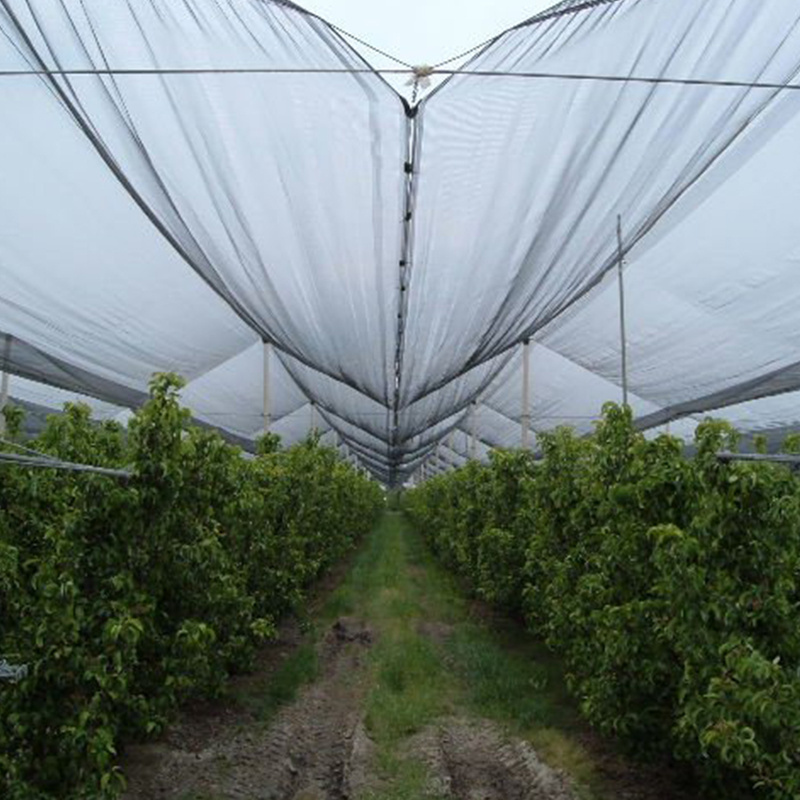 Anti-Hail Net Pest Resistant Crops Protect Apple tree Anti Hail Net fruit trees Orchard Vineyard PE anti hail net