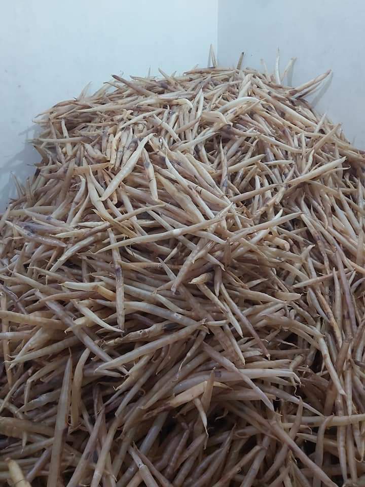 100% Natural Dried Top Quality EEL fish Maw  Sea fish Food wild caught 100% natural fish maw from Bangladesh