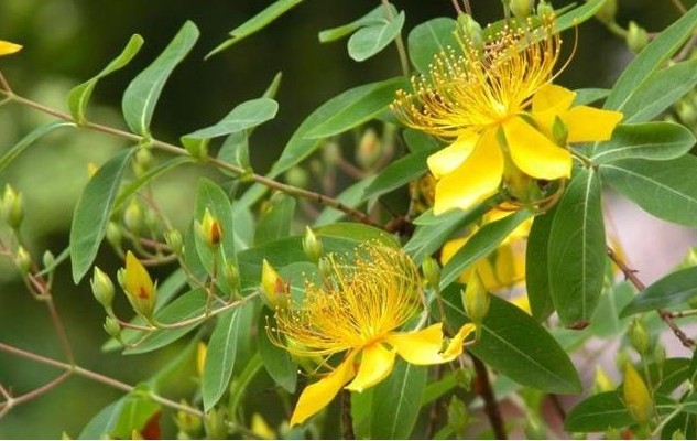 Hypericum perforatum flowers extract powder 0.3% hypericin St Johns Wort leaf Extract