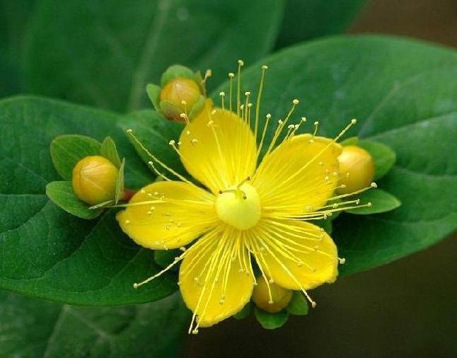 Hypericum perforatum flowers extract powder 0.3% hypericin St Johns Wort leaf Extract