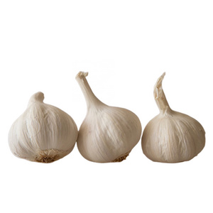 LY SON NORMAL GARLIC New season Low Price White Garlic wholesale Normal Ly Son island made in Vietnam