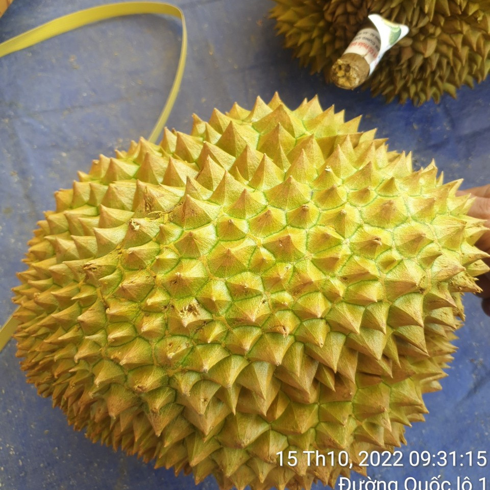 Monthong durian - fresh durian from Vietnam Mr.Ryan +84938244404