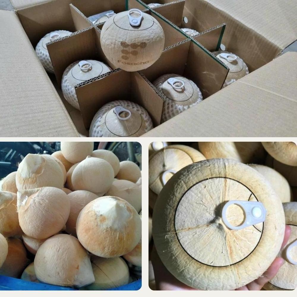 VIETNAM BEST PRICE CHEAP PRICE EASY OPEN TOP YOUNG COCONUT/ LID EASY YOUNG COCONUT/EASY TO OPEN PULL TAB COCONUT