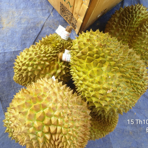 Monthong durian - fresh durian from Vietnam Mr.Ryan +84938244404