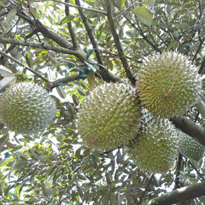 Fresh Monthong durian fruit and Musang king durian grown in Vietnam organic farm Mr.Ryan +84938244404