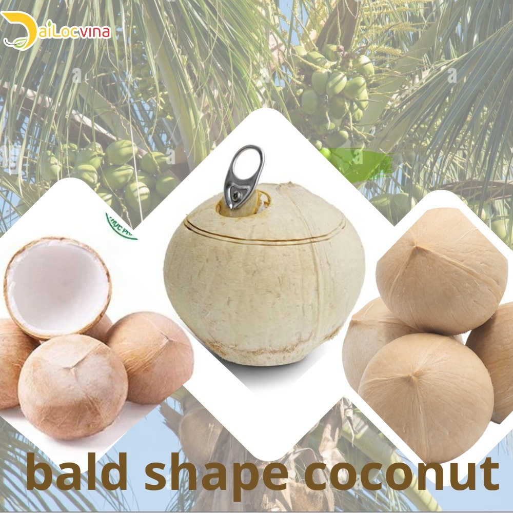 HOT PRICE ORGANIC TROPICAL EASY OPEN TOP AND BALD FRESH YOUNG COCONUT MADE FROM DAILOCVINA IN VIETNAM