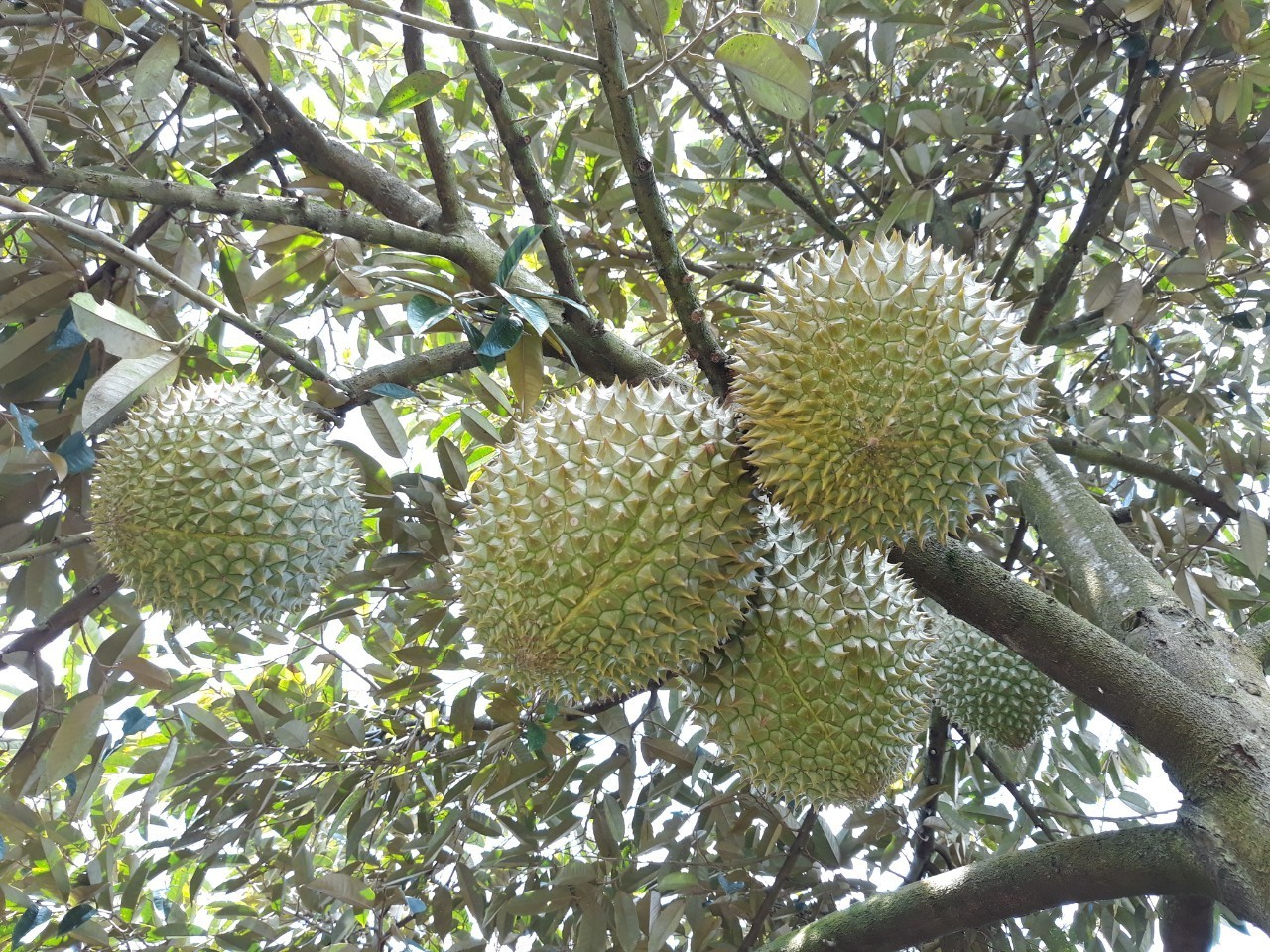 Fresh Musang king durian -  Monthong durian for export