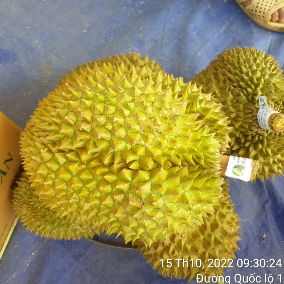 Monthong durian - fresh durian from Vietnam Mr.Ryan +84938244404