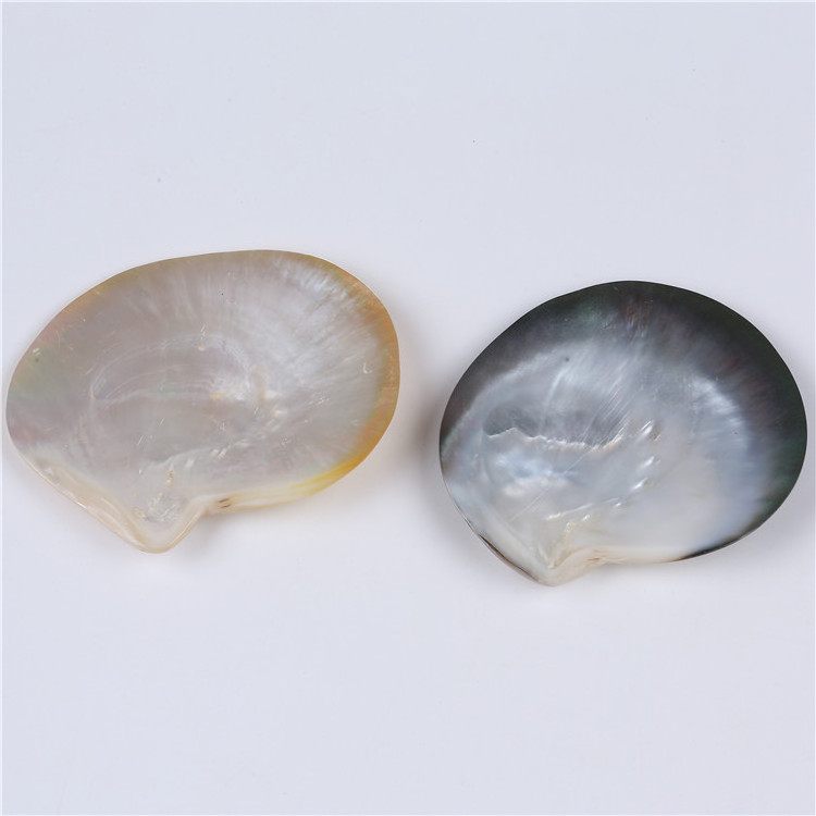 Wholesale Polished  Natural  10*12cm  Sea shell for carving and decoration