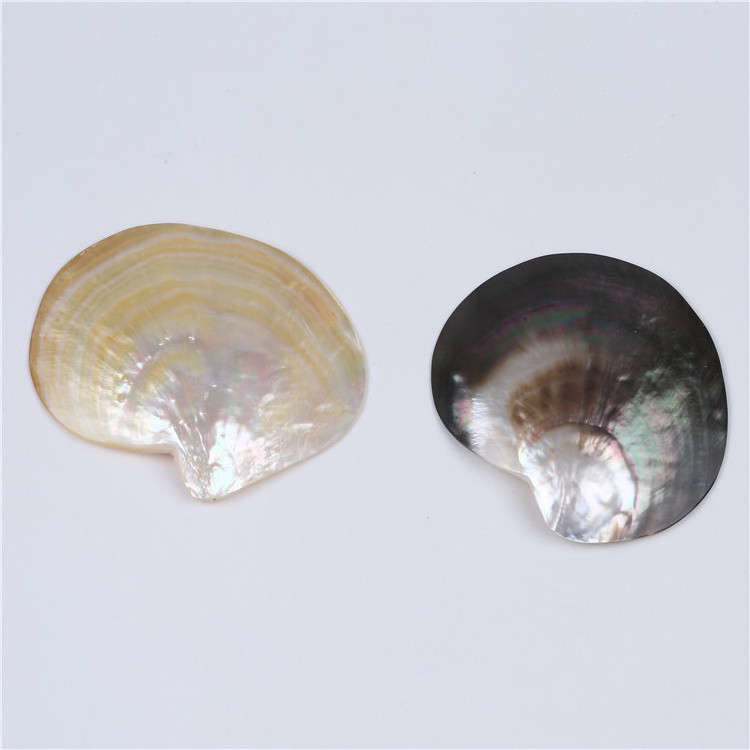 Wholesale Polished  Natural  10*12cm  Sea shell for carving and decoration