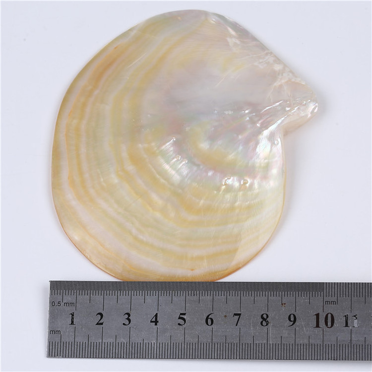 Wholesale Polished  Natural  10*12cm  Sea shell for carving and decoration