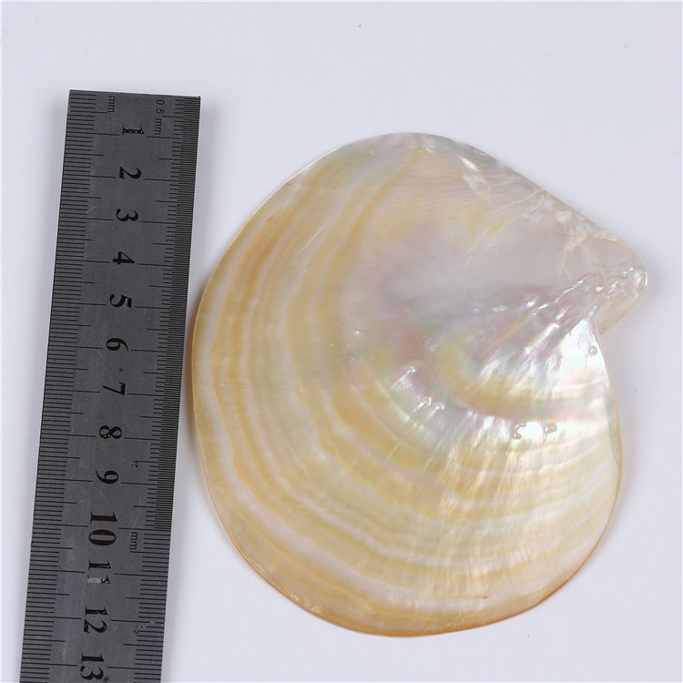 Wholesale Polished  Natural  10*12cm  Sea shell for carving and decoration