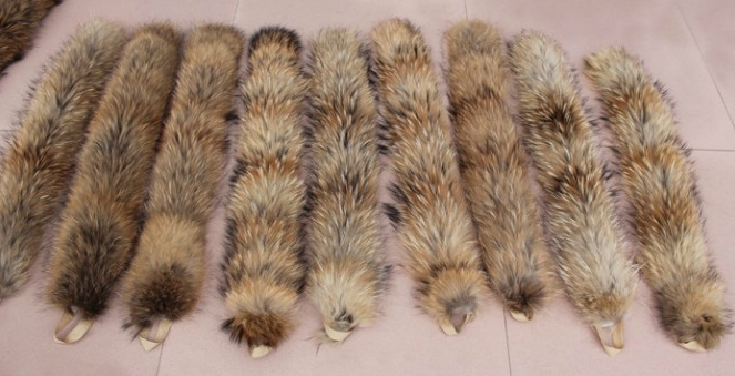 Top Quality Collar Accessories Natural Raccoon Large Fur Collar / 2016 Factory Price Fur Trim/