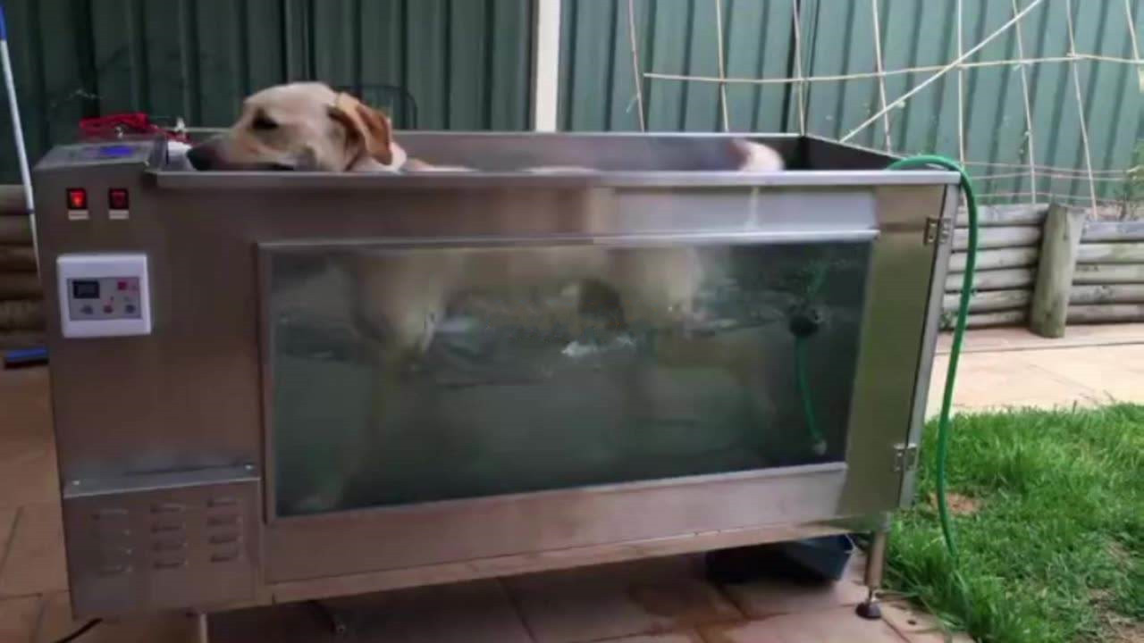 C280 Pets Water Treadmill Dog Hydrotherapy Treadmill Electric Dog Training Underwater Pet Treadmill Wholesale Price