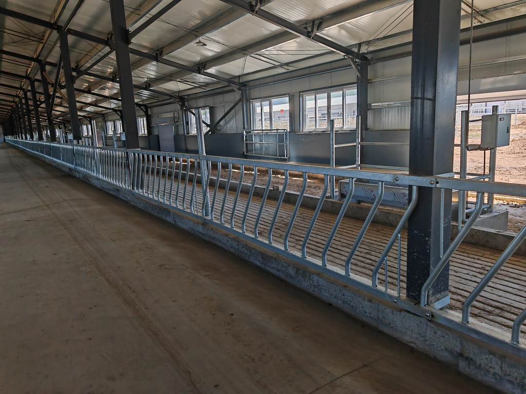 High quality galvanized cow headlock dairy farm management equipment ...