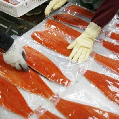 SALMON  FILLET  FROM NORWAY OF A,B,C AND D CUT  SIZES 2-3,3-4,4-5,5-6