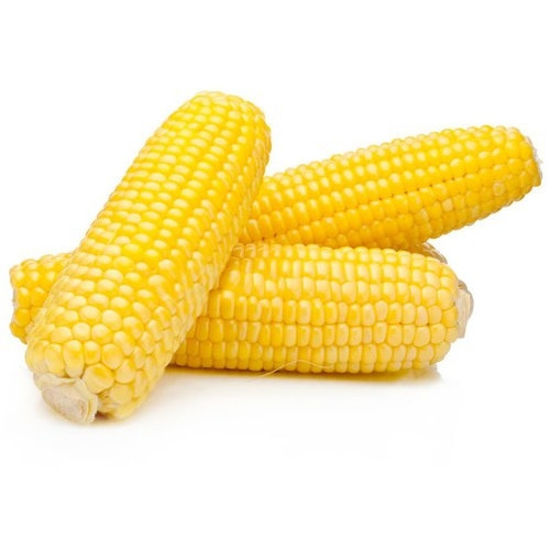 Supplier Factory Price Corn Cob Cut IQF Yellow Sweet Maize Whole Frozen Sweet Corn Cob IQF Frozen Sweet Corn Price