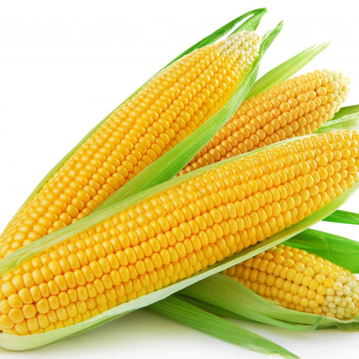 Supplier Factory Price Corn Cob Cut IQF Yellow Sweet Maize Whole Frozen Sweet Corn Cob IQF Frozen Sweet Corn Price