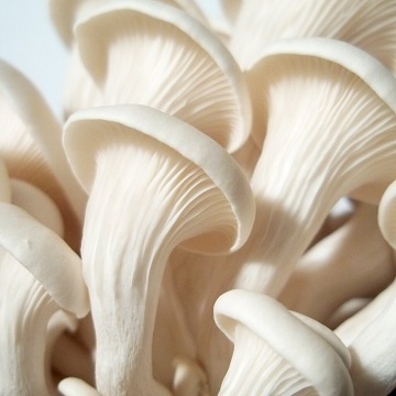 Edible fugus Golden Oyster Mushroom Elm Mushroom