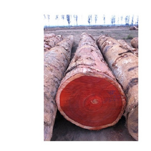 Sawn Teak Azobe logs/ Cherry logs For Sale at low costs.