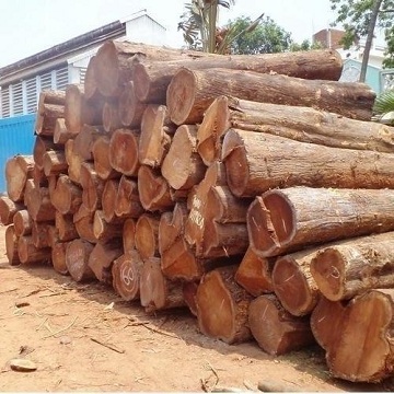 Africa Doussie / Tali / Azobe  / Padouk Wood Logs