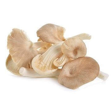 Raw Fresh Cultivated MINI King oyster mushroom