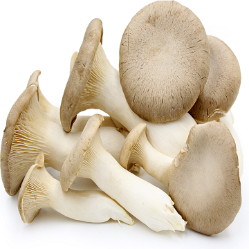 Raw Fresh Cultivated MINI King oyster mushroom