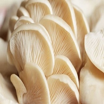 Edible fugus Golden Oyster Mushroom Elm Mushroom