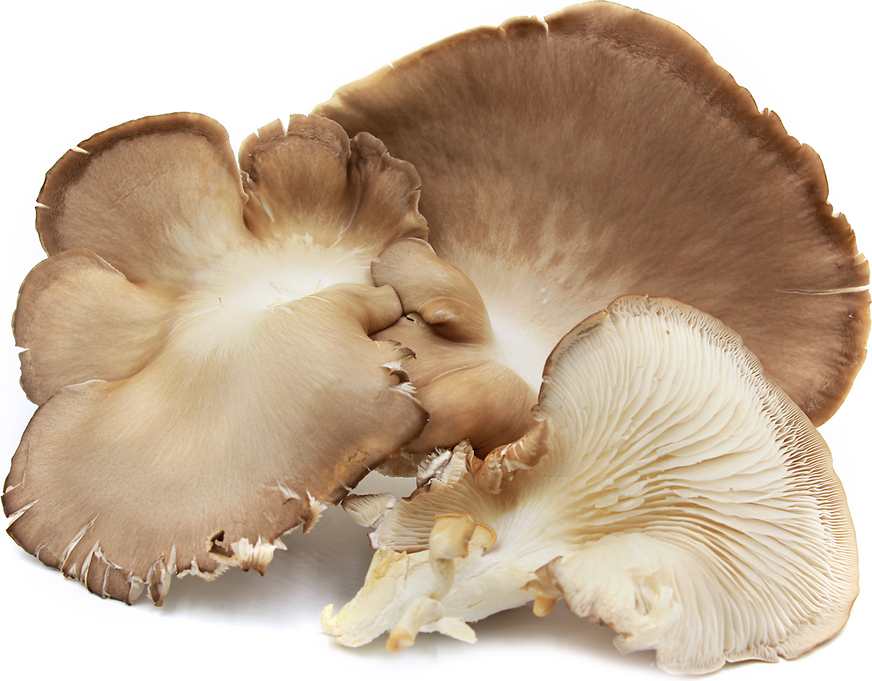 Raw Fresh Cultivated MINI King oyster mushroom