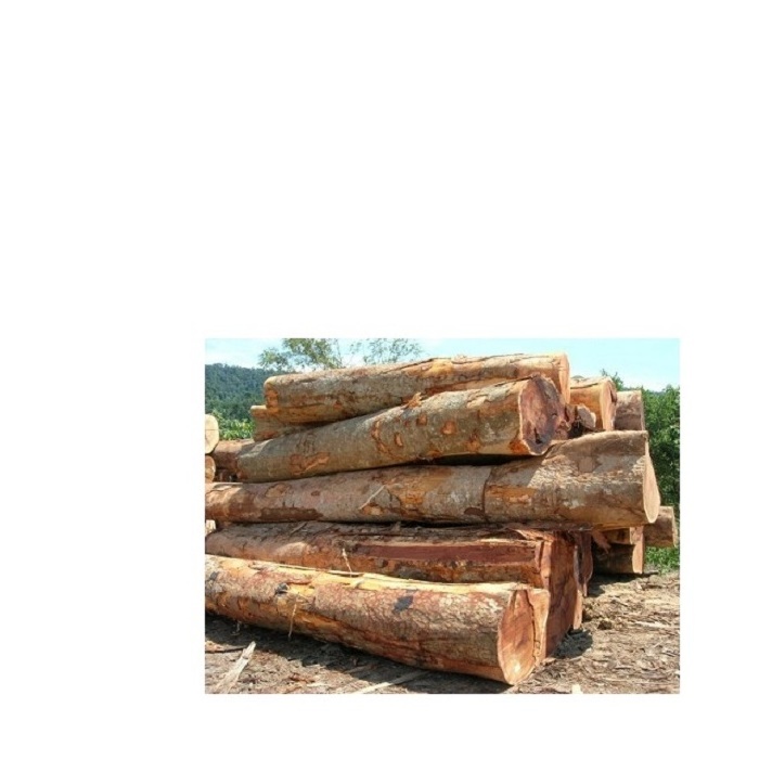 Sawn Teak Azobe logs/ Cherry logs For Sale at low costs.