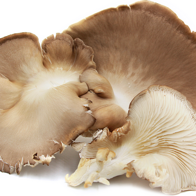 Edible fugus Golden Oyster Mushroom Elm Mushroom