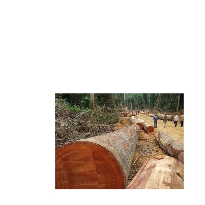 Sawn Teak Azobe logs/ Cherry logs For Sale at low costs.