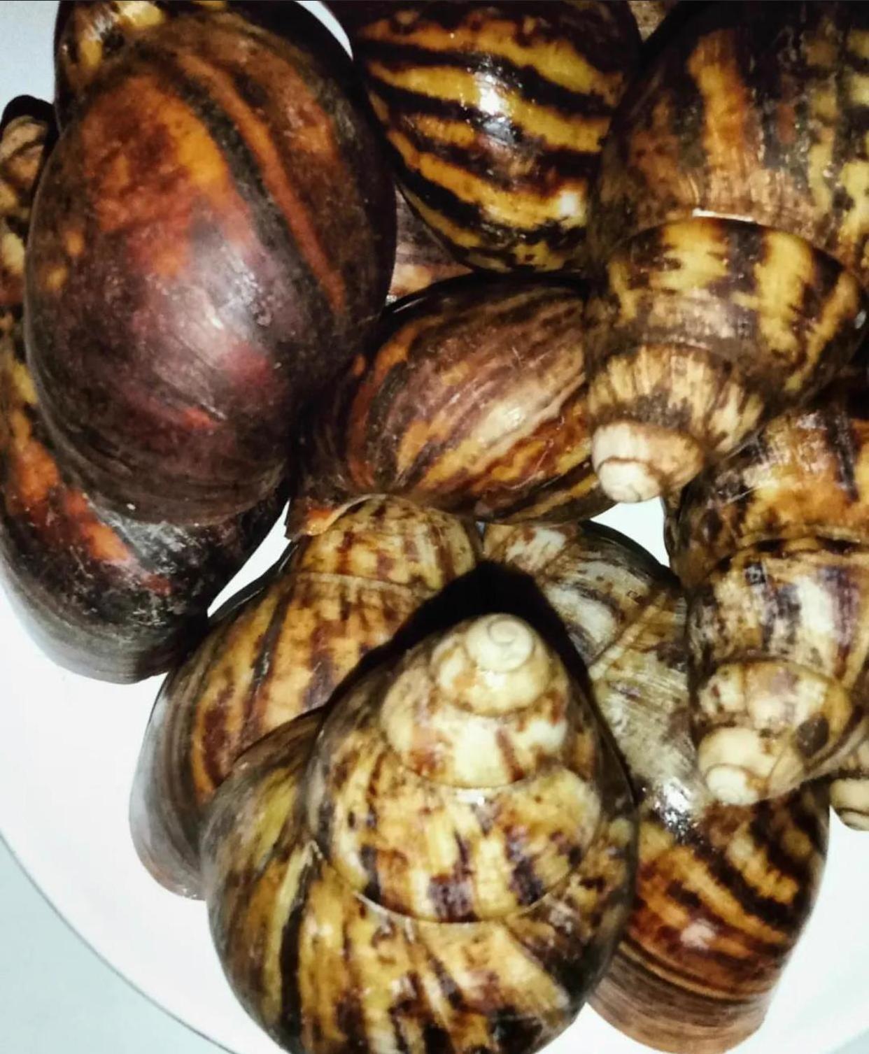 cheap Snails, Dried African Giant Land Snails Meat wholesale offer