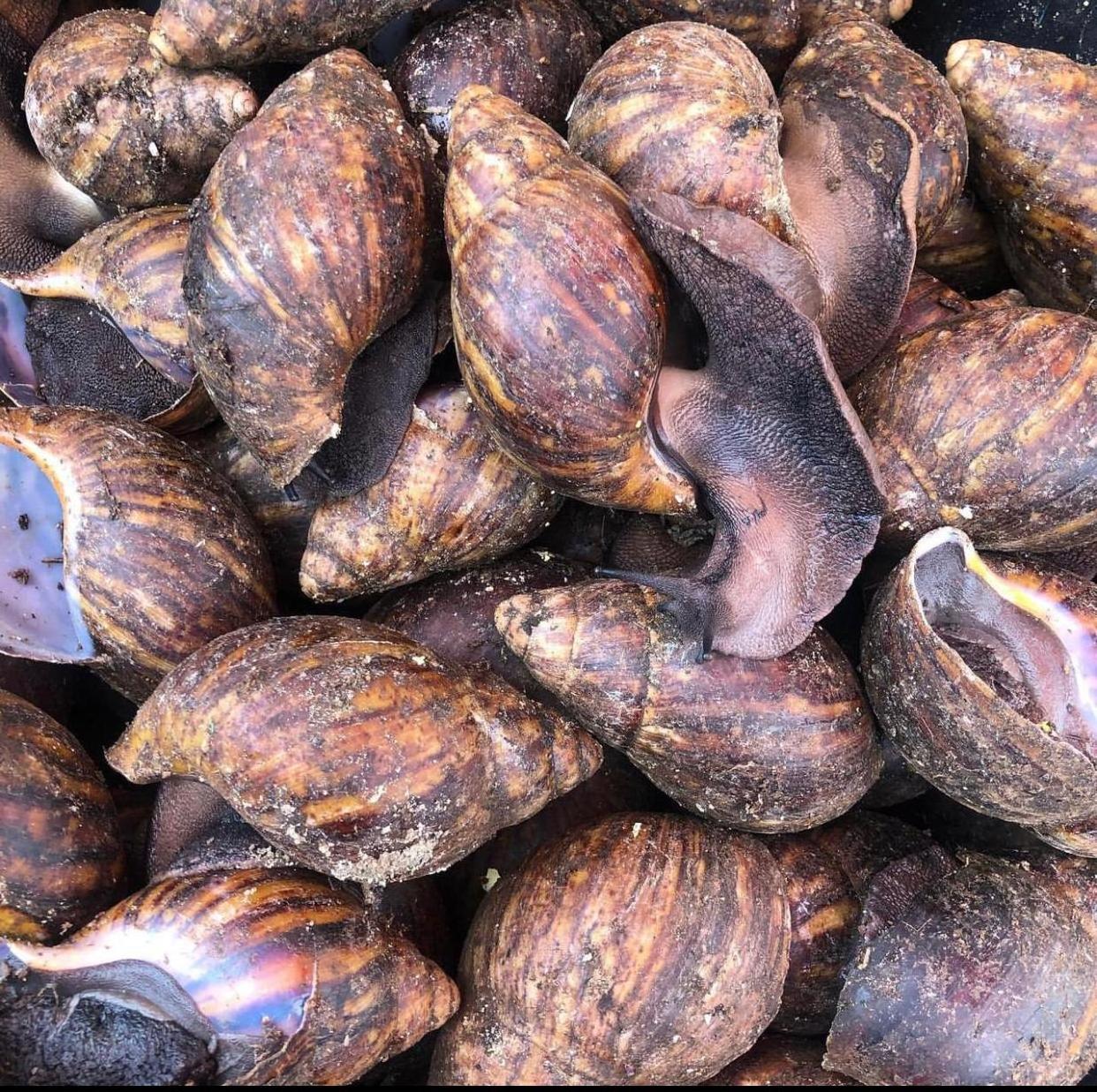 cheap Snails, Dried African Giant Land Snails Meat wholesale offer