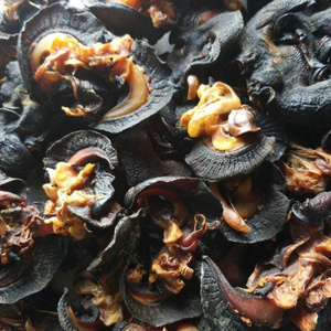 Frozen Snails, Dried African Giant Land Snails Meat