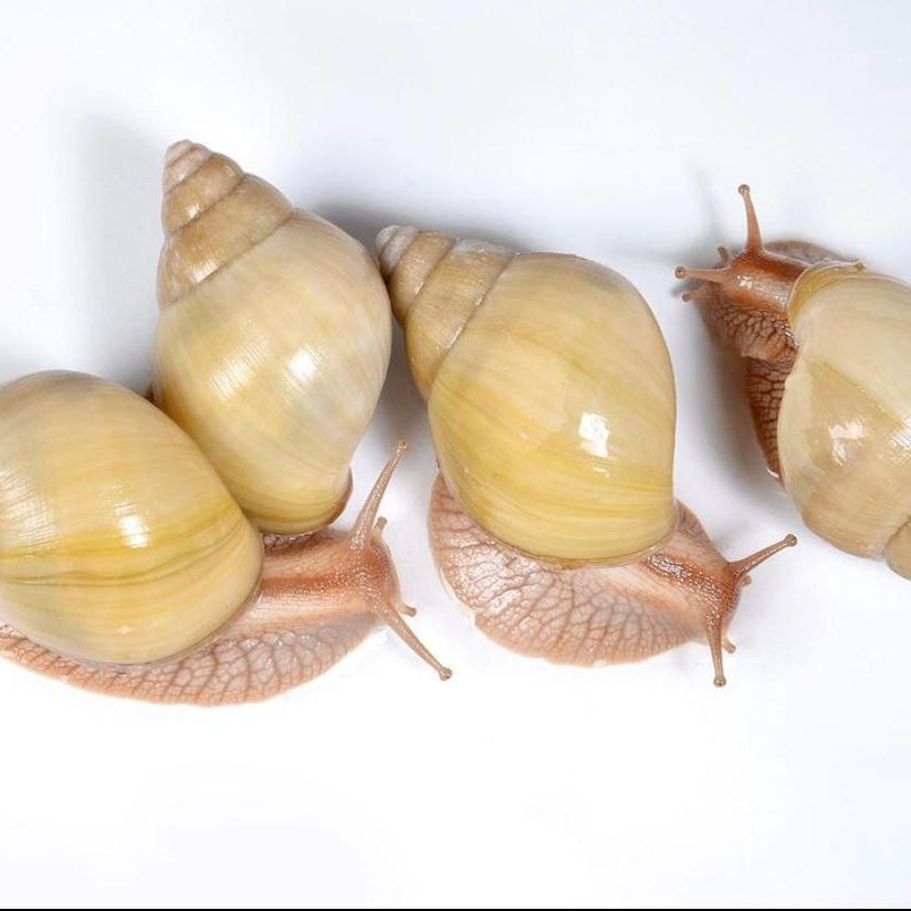 cheap Snails, Dried African Giant Land Snails Meat wholesale offer