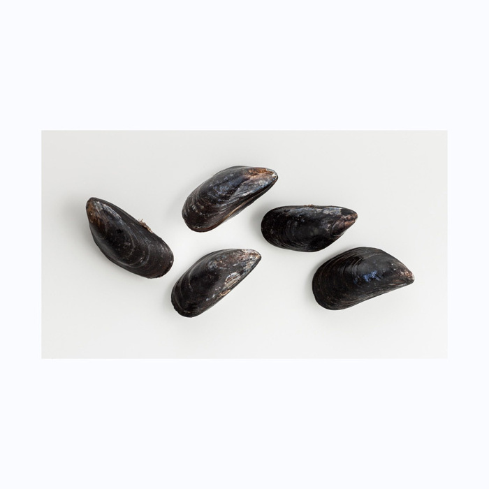 Frozen half mussels blue mussel shells with meat high quality