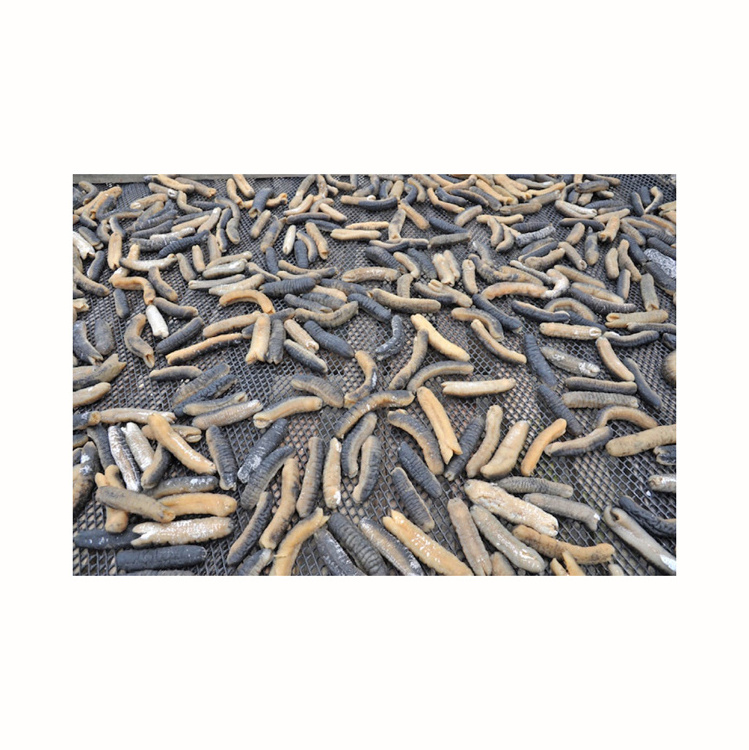 Wholesale Cheap Price Dried Sea Cucumber/Dried Sea Cucumber available for sale