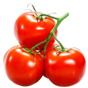 Fresh Tomatoes For Sale - FRESH TOMATOES from Netherlands- Organic Fresh Tomatoes Wholesale Price