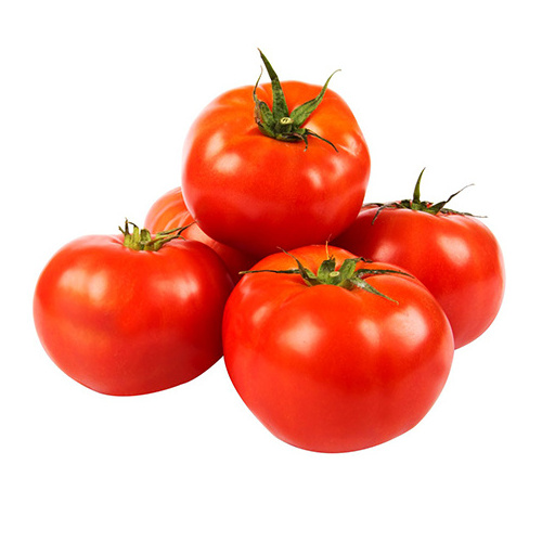 Fresh Tomatoes For Sale - FRESH TOMATOES from Netherlands- Organic Fresh Tomatoes Wholesale Price