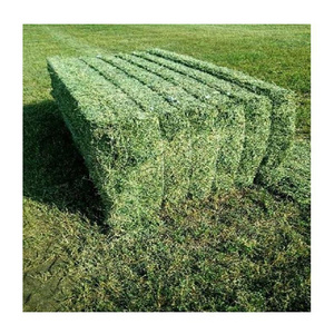 Buy Organic Alfalfa Grass Hay/ Alfalfa Hay Pellets For Animal Feed For Sale Bulk UK