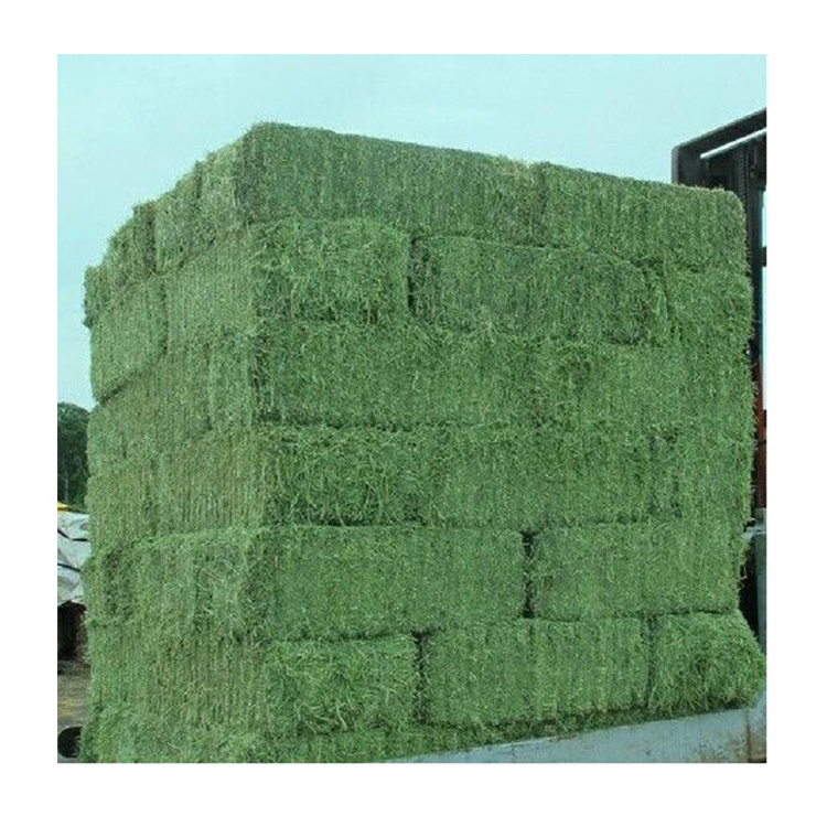 Buy Organic Alfalfa Grass Hay/ Alfalfa Hay Pellets For Animal Feed For Sale Bulk UK