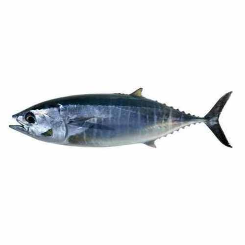 Germany Origin Manufacturer Supply Factory Low Price Clean Frozen Seafood Product Skipjack Tuna Fish for Sale